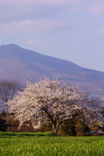 一本桜