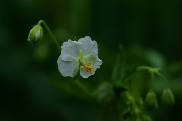ゲラニューム白花