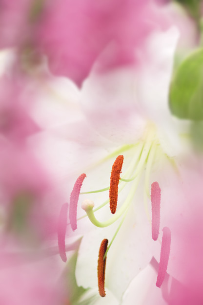 高貴に