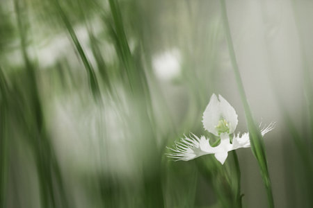 季節の花