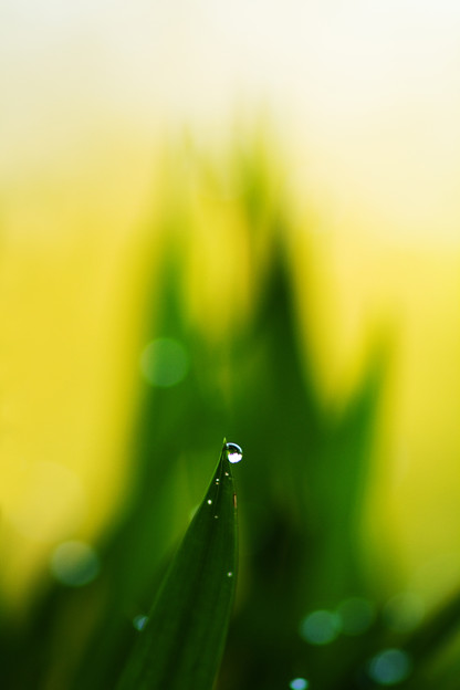 緑の炎