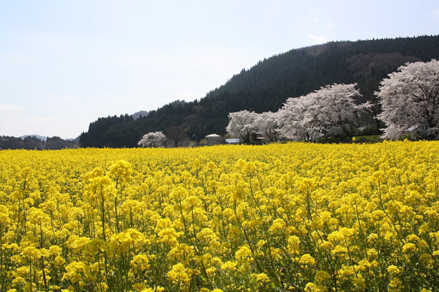 菜の花畑