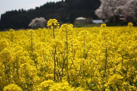 菜の花
