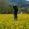 Photos: うららか菜の花畑＠世羅高原