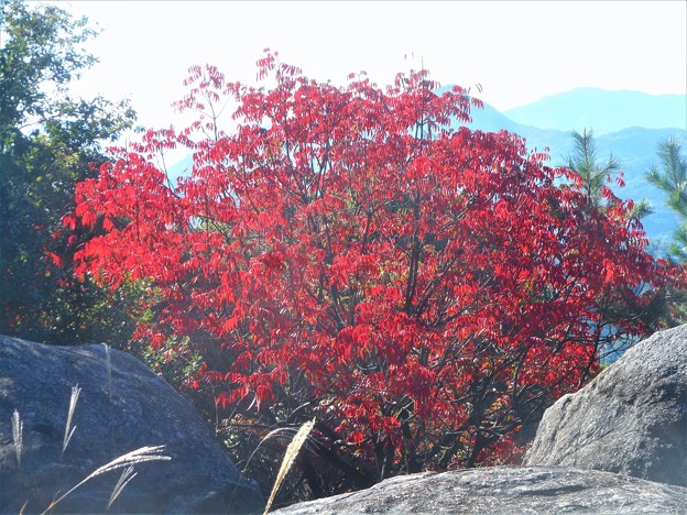 山頂の紅葉＠ハゼノキ＠浄土寺山