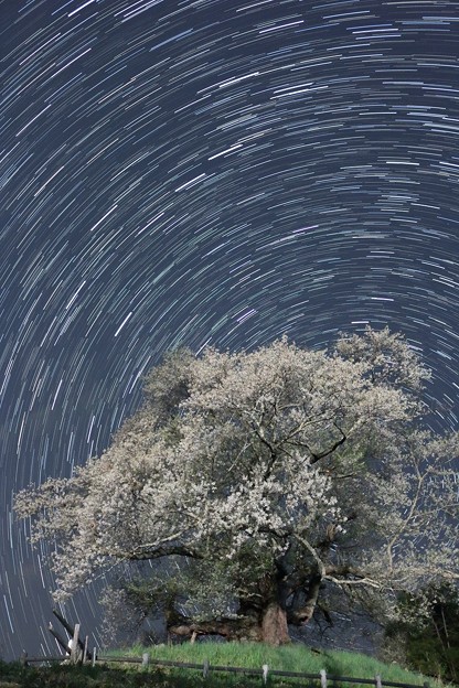 彼岸桜と星の軌跡