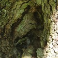 木の中に出来たハシビロコウ（嘴広鸛）ペリカン目ハシビロコウ科のよう～