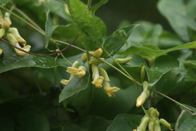 貴方に捧げます～？　ノササゲ（野大角豆） 　マメ科
