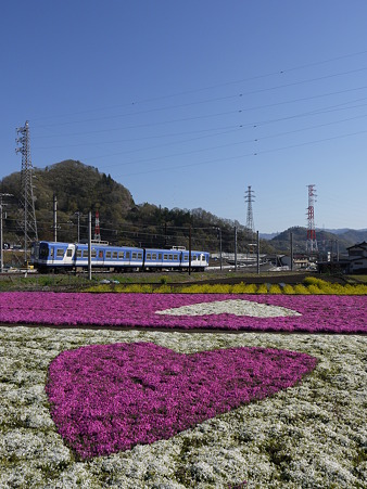 富士急行と芝桜