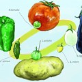 Photos: ナス科野菜の原種