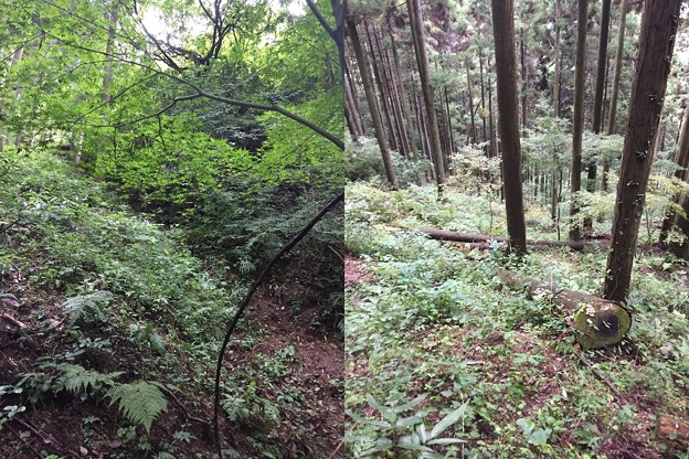 檜原城 西多摩郡檜原村 写真共有サイト フォト蔵