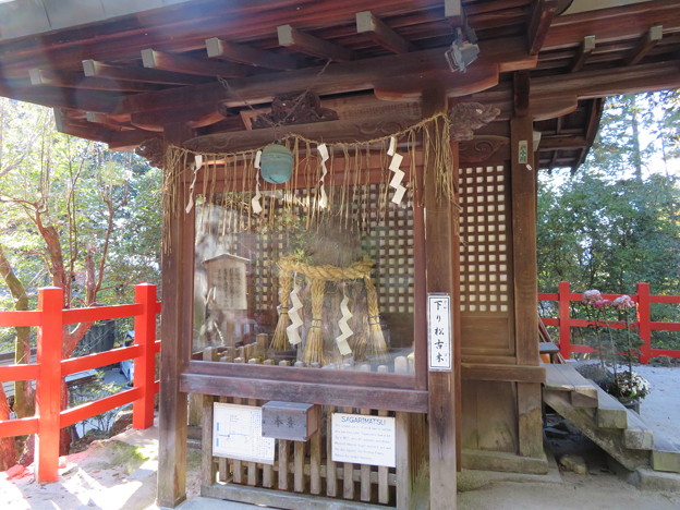 八大神社（左京区）初代下り松