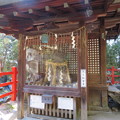 八大神社（左京区）初代下り松