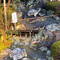 松尾大社（西京区）神使の庭 亀と鯉