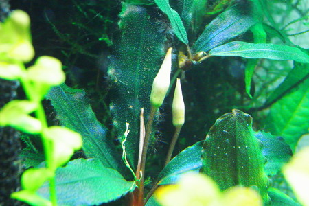 RIMG0008