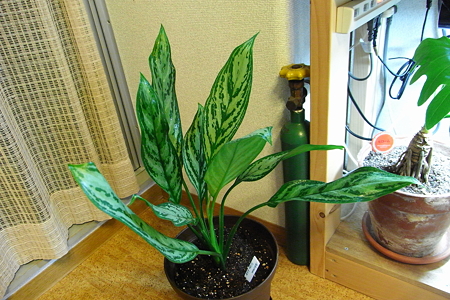 Aglaonema silver king 1