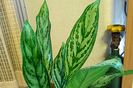 Aglaonema silver king 2