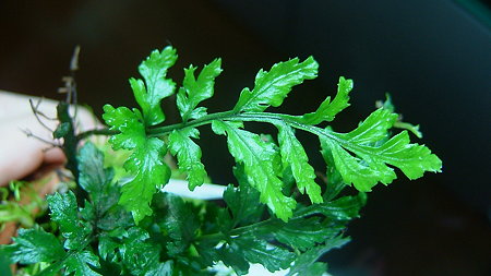 DSCF7354