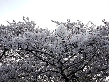 上野公園