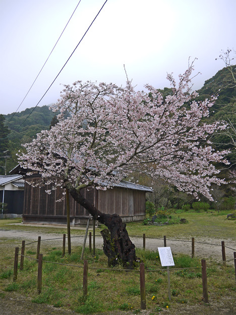 錦帯橋・全国で二番目に古い(と思われる)染井吉野