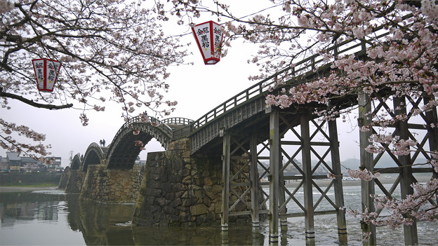 桜の錦帯橋。曇り・・・(14)