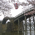 桜の錦帯橋。曇り・・・(14)