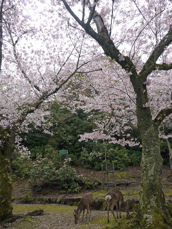宮島・桃林の桜(4)