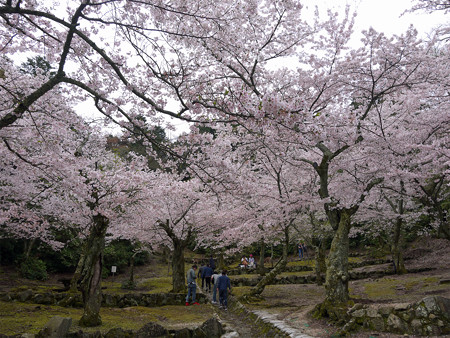 宮島・桃林の桜(3)