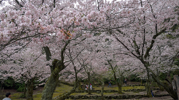 宮島・桃林の桜(1)