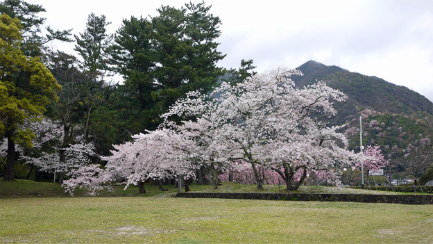 出雲大社(5)勢溜右手の桜