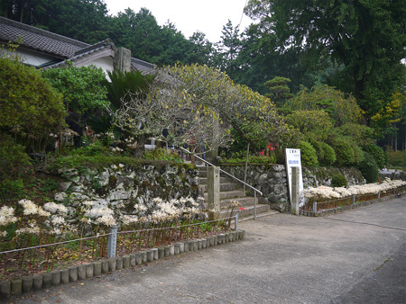 不老山正光寺・白い彼岸花まつり(11)