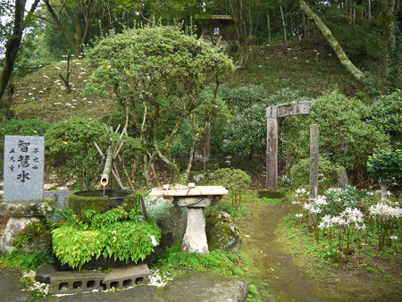 不老山正光寺・白い彼岸花まつり(5)