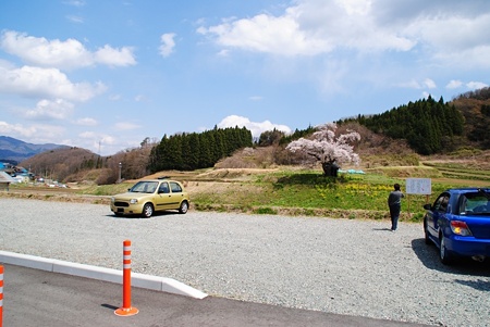 ozawanosakura6