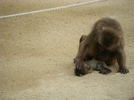 死んだ赤ちゃんを持ち歩くお母さん (4)