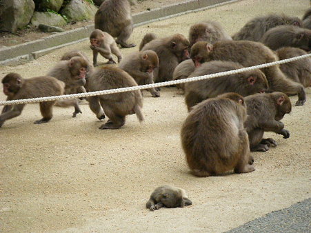 死んだ赤ちゃんを持ち歩くお母さん (3)
