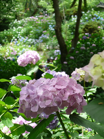 P1010591