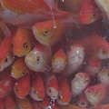 Photos: 中国の金魚水槽