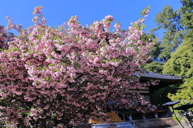 尾山神社の満開の菊桜（1）「ケンロクエンキクザクラ」の子孫にあたる。