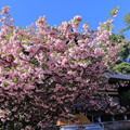 尾山神社の満開の菊桜（1）「ケンロクエンキクザクラ」の子孫にあたる。
