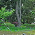 カキツバタと新緑の兼六園菊桜