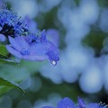紫陽花