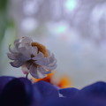 ハナカンザシ　ドライ　紫陽花の海