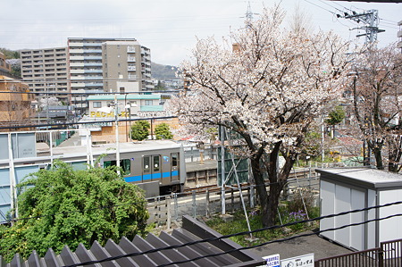 小田急と桜