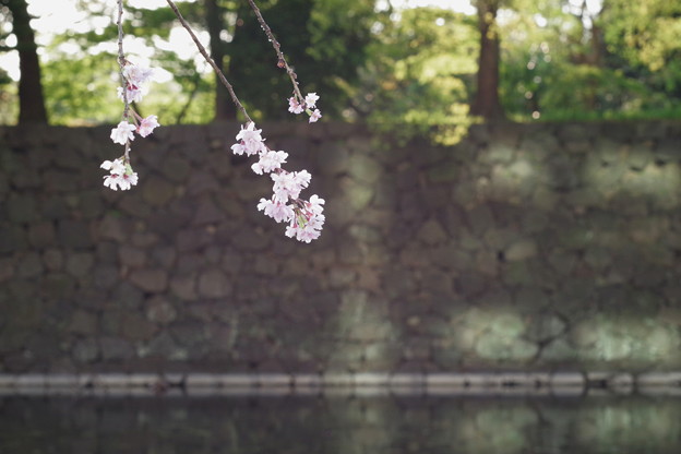 Photos: 桜と石垣ってフォトジェニックだと思うの