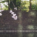 桜と石垣ってフォトジェニックだと思うの