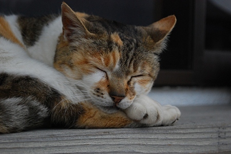 満福寺の猫