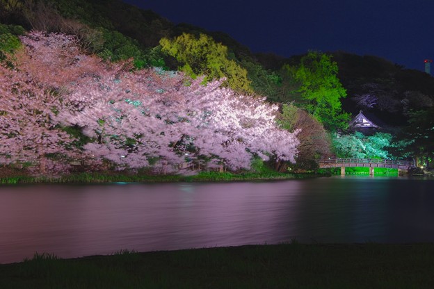 夜の三渓園の夜桜。。静寂な夜 20170402
