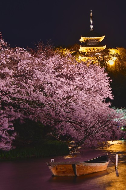 少し風が弱まる夜。。夜桜と金色の三重塔 20170402