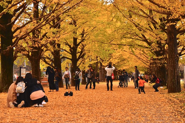 昭和記念公園のいちょう並木の様々なひと時 20171104