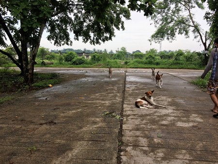 犬と花園の道 (1)